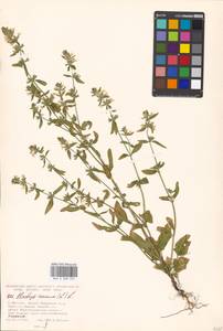 Stachys annua (L.) L., Eastern Europe, Moscow region (E4a) (Russia)