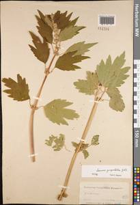 Leonurus quinquelobatus Gilib., Eastern Europe, North-Western region (E2) (Russia)