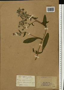 Borago officinalis L., Eastern Europe, Eastern region (E10) (Russia)