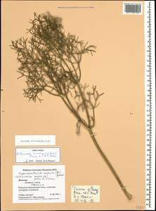 Bilacunaria microcarpa (M. Bieb.) Pimenov & V. N. Tikhom., Caucasus, Dagestan (K2) (Russia)