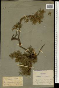 Juniperus communis var. communis, Caucasus, Armenia (K5) (Armenia)