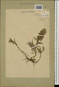 Stachys lavandulifolia Vahl, Caucasus, Georgia (K4) (Georgia)