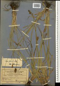 Carex spicata subsp. spicata, Caucasus, Dagestan (K2) (Russia)