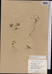 Coptis trifolia (L.) Salisb., America (AMER) (Canada)