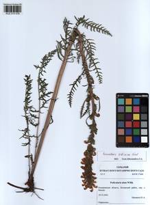 Pedicularis sibirica Vved., Siberia, Altai & Sayany Mountains (S2) (Russia)