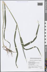 Phalaris arundinacea L., Eastern Europe, Central region (E4) (Russia)