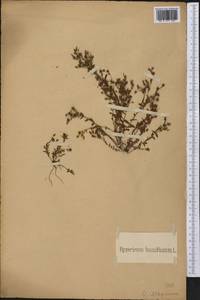Hypericum humifusum, America (AMER) (Not classified)