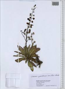 Verbascum cystolithicum (Pett.) Hub.-Mor., Africa (AFR) (Cape Verde)