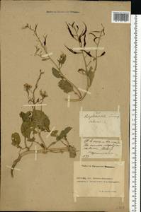 Raphanus sativus L., Eastern Europe, Rostov Oblast (E12a) (Russia)