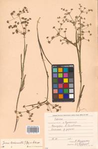 Juncus prismatocarpus subsp. leschenaultii (Gay ex Laharpe) Kirschner, Siberia, Russian Far East (S6) (Russia)