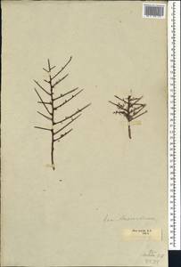 Searsia horrida (Eckl. & Zeyh.) Moffett, Africa (AFR) (South Africa)