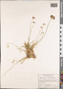 Semenovia dissectifolia Ukrainsk. & Kljuykov, Middle Asia, Pamir & Pamiro-Alai (M2) (Tajikistan)