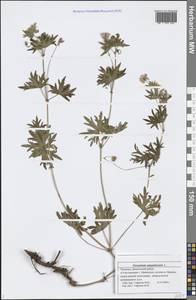 Geranium sanguineum L., Eastern Europe, Middle Volga region (E8) (Russia)