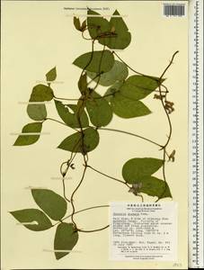 Amphicarpaea bracteata subsp. edgeworthii (Benth.)H.Ohashi, South Asia, South Asia (Asia outside ex-Soviet states and Mongolia) (ASIA) (China)
