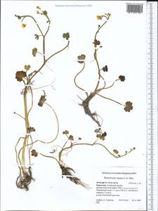 Ranunculus natans C. A. Mey., Middle Asia, Pamir & Pamiro-Alai (M2) (Kyrgyzstan)