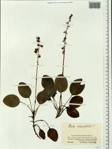 Pyrola rotundifolia L., Siberia, Western Siberia (S1) (Russia)