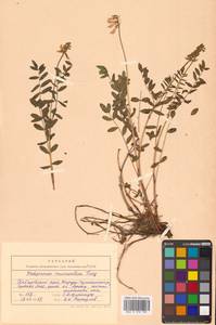 Hedysarum inundatum Turcz., Siberia, Russian Far East (S6) (Russia)