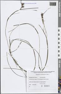 Sparganium hyperboreum Laest. ex Beurl., Siberia, Chukotka & Kamchatka (S7) (Russia)