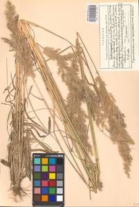 Calamagrostis acutiflora (Schrad.) DC., Eastern Europe, Moscow region (E4a) (Russia)
