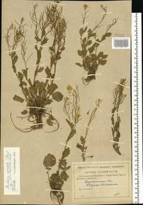 Barbarea vulgaris (L.) W.T.Aiton, Eastern Europe, Central region (E4) (Russia)