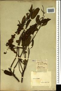 Salvia tomentosa Mill., Crimea (KRYM) (Russia)