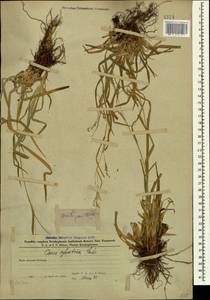 Carex sylvatica Huds., Caucasus, Azerbaijan (K6) (Azerbaijan)