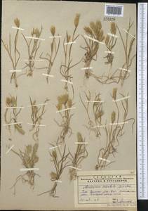 Eremopyrum orientale (L.) Jaub. & Spach, Middle Asia, Syr-Darian deserts & Kyzylkum (M7) (Uzbekistan)