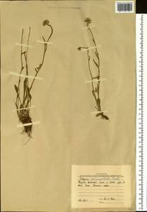 Erigeron eriocephalus J. Vahl, Siberia, Western Siberia (S1) (Russia)