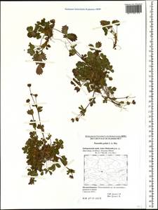 Potentilla crantzii subsp. gelida (C. A. Mey.) Soják, Siberia, Russian Far East (S6) (Russia)