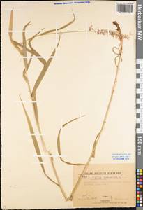 Melica altissima L., Eastern Europe, Lower Volga region (E9) (Russia)