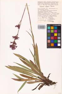 Viscaria vulgaris Röhl., Eastern Europe, Lower Volga region (E9) (Russia)