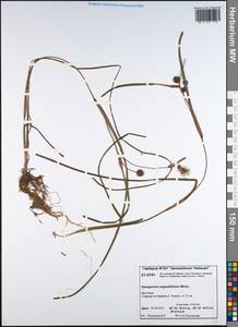 Sparganium angustifolium Michx., Siberia, Central Siberia (S3) (Russia)