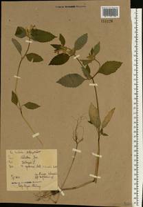 Galeopsis speciosa Mill., Eastern Europe, North-Western region (E2) (Russia)