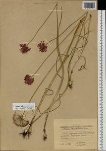 Allium decipiens Fisch. ex Schult. & Schult.f., Eastern Europe, North Ukrainian region (E11) (Ukraine)