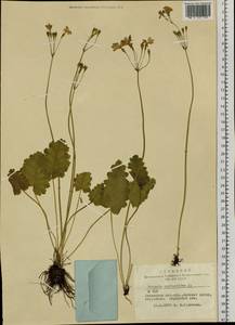 Primula cortusoides L., Siberia, Altai & Sayany Mountains (S2) (Russia)