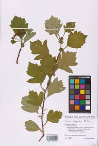 Crataegus sanguinea Pall., Eastern Europe, Central region (E4) (Russia)