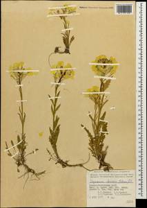 Erysimum ibericum (Adams) DC., Caucasus, North Ossetia, Ingushetia & Chechnya (K1c) (Russia)