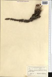 Rhodiola coccinea (Royle) Boriss., Middle Asia, Northern & Central Tian Shan (M4) (Kyrgyzstan)