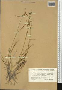 Carex lepidocarpa subsp. jemtlandica Palmgr., Western Europe (EUR) (Sweden)