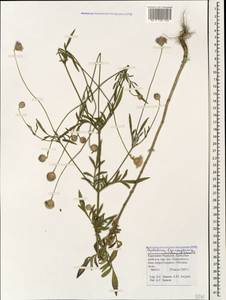 Cephalaria transsylvanica (L.) Schrad. ex Roem. & Schult., Caucasus, Stavropol Krai, Karachay-Cherkessia & Kabardino-Balkaria (K1b) (Russia)