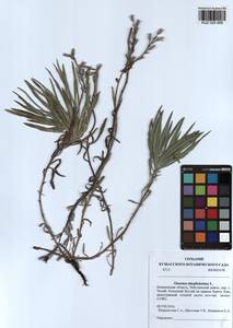 Onosma simplicissima L., Siberia, Altai & Sayany Mountains (S2) (Russia)