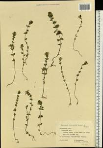 Euphrasia × vernalis List, Eastern Europe, Central region (E4) (Russia)