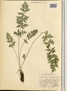 Seseli condensatum (L.) Rchb.fil., Eastern Europe, Northern region (E1) (Russia)