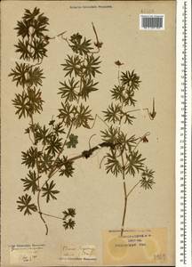 Geranium sanguineum L., Caucasus, Krasnodar Krai & Adygea (K1a) (Russia)