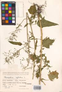 Chenopodiastrum hybridum (L.) S. Fuentes, Uotila & Borsch, Eastern Europe, Central forest-and-steppe region (E6) (Russia)