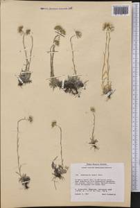 Antennaria rosea subsp. confinis (Greene) R. J. Bayer, America (AMER) (Greenland)
