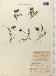 Astragalus oreades C. A. Meyer, Caucasus, Stavropol Krai, Karachay-Cherkessia & Kabardino-Balkaria (K1b) (Russia)