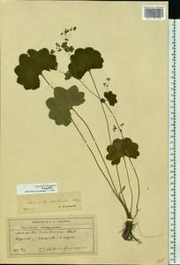 Alchemilla semilunaris Alechin, Eastern Europe, Moscow region (E4a) (Russia)