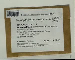 Sciuro -hypnum oedipodium (Mitt.) Ignatov & Huttunen, Bryophytes, Bryophytes - Crimea (B3a) (Russia)