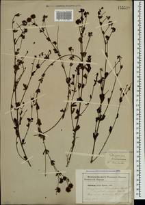 Dorycnium pentaphyllum subsp. herbaceum (Vill.)Rouy, Crimea (KRYM) (Russia)
